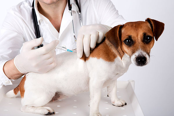 Distemper Parvo Vaccine for Dogs
