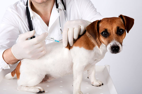 What is distemper parvo 2024 vaccine