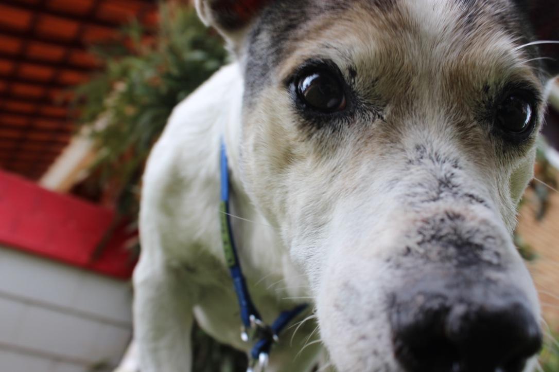 canine-distemper-combination-vaccine-all-pets-blog-of-current