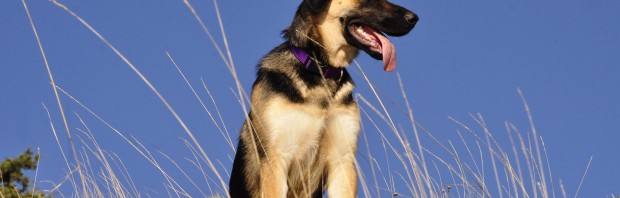 Heartworms in Dogs: Facts and Myths