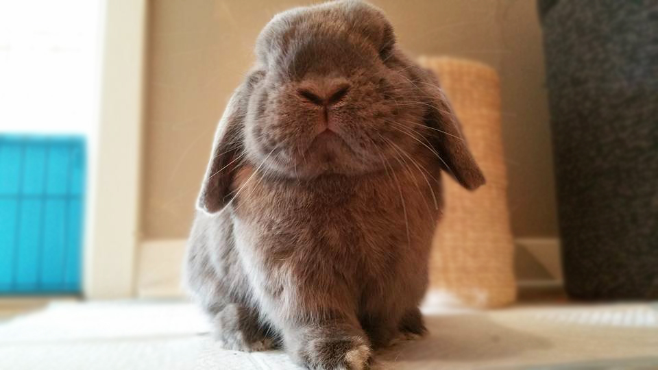 House Rabbits All Pets Blog of Current Happenings and Veterinary News