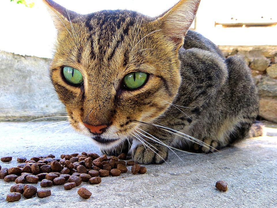 Cats hotsell picky eaters