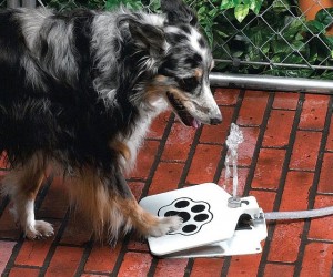 doggie-pedal-water-fountain1-640x533