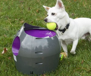 pet-ball-launcher-640x533