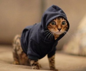 pet-hoodies