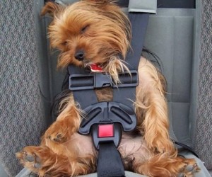 pet-vehicle-safety-harness