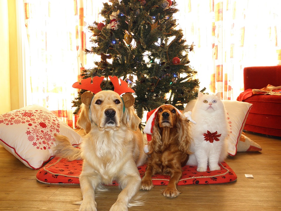 The best Christmas gifts for cats and dogs