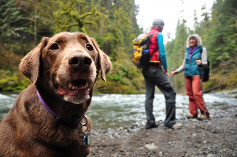 Hiking with your dog