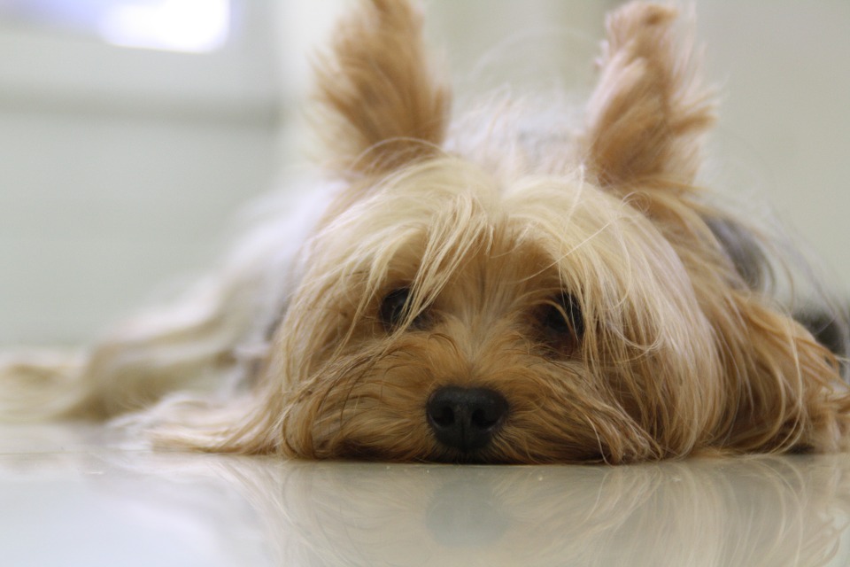 yorkshire-terrier-171701_960_720