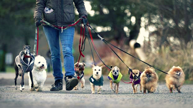 http://blog.allpetsmedical.com/wp-content/uploads/2017/01/Dog-Walking.jpg