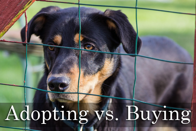 Adopting Vs. Buying A Dog