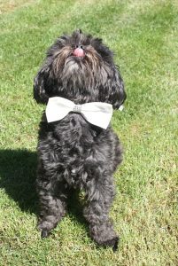 dog bow tie