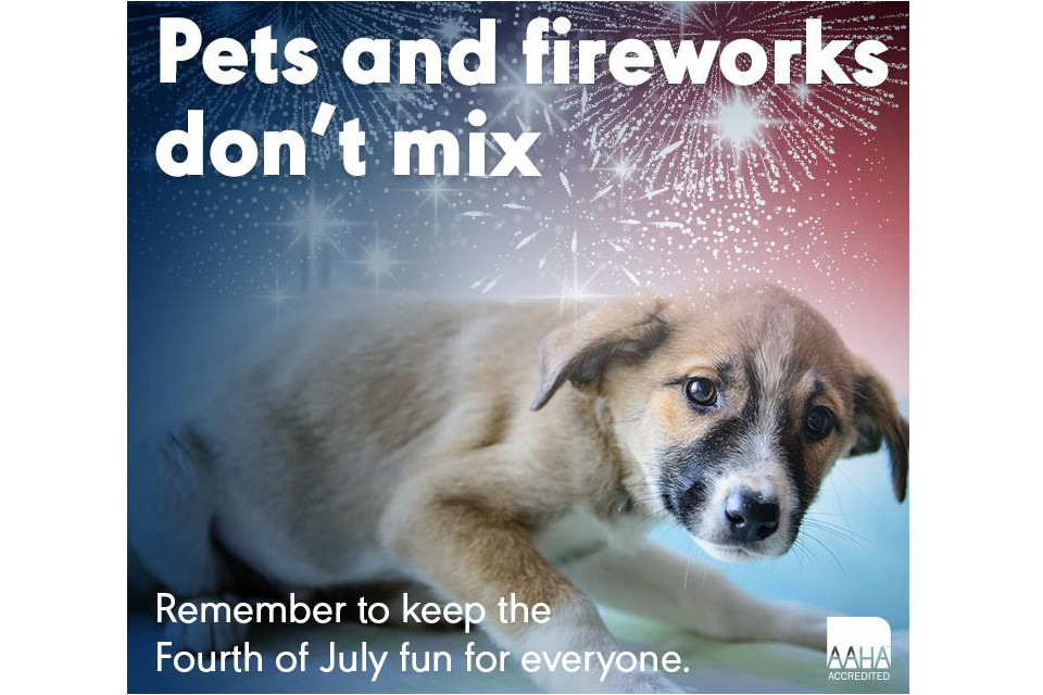 How to Keep Your Pet Calm this 4th of July Holiday - pets and fireworks