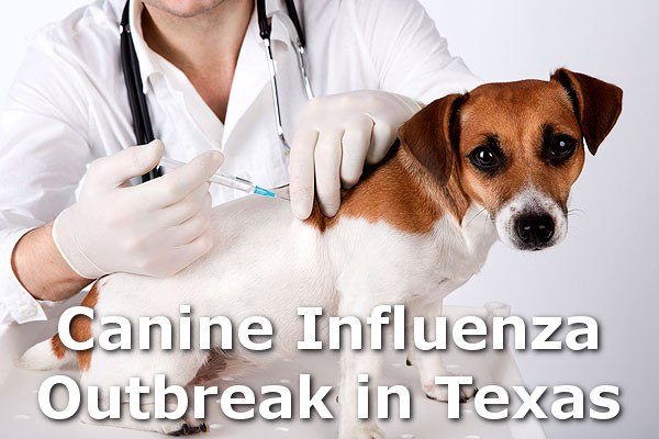 canine influenza