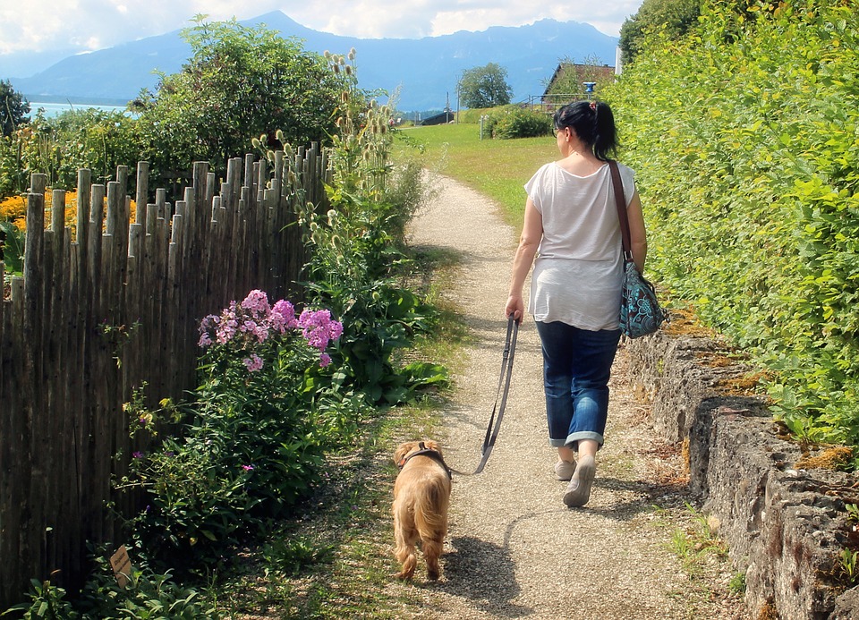 How to Keep Your Pet Calm this 4th of July Holiday - early exercise