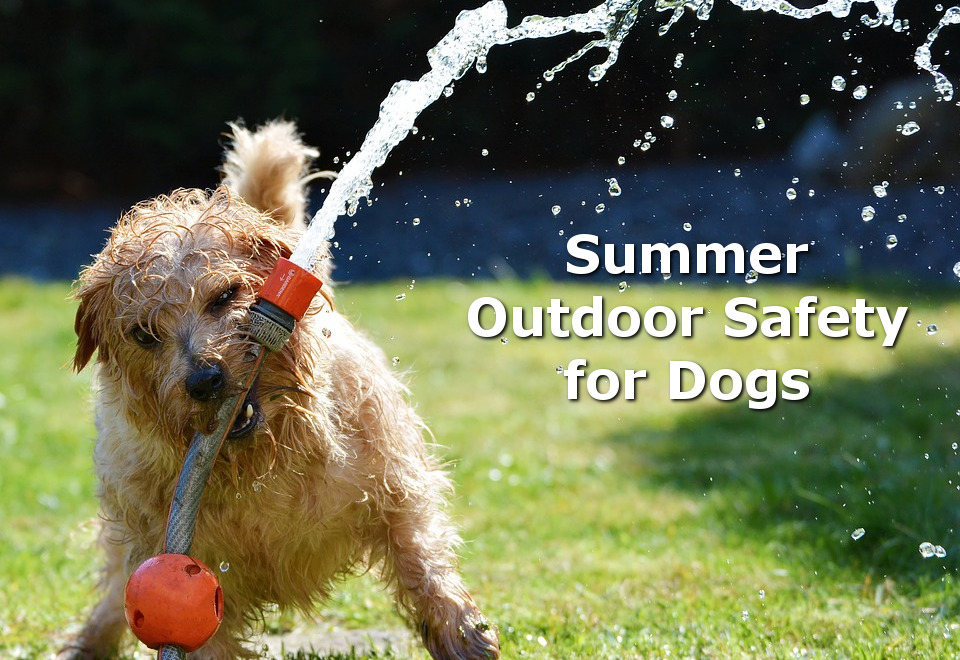 summer outdoor safety for dogs