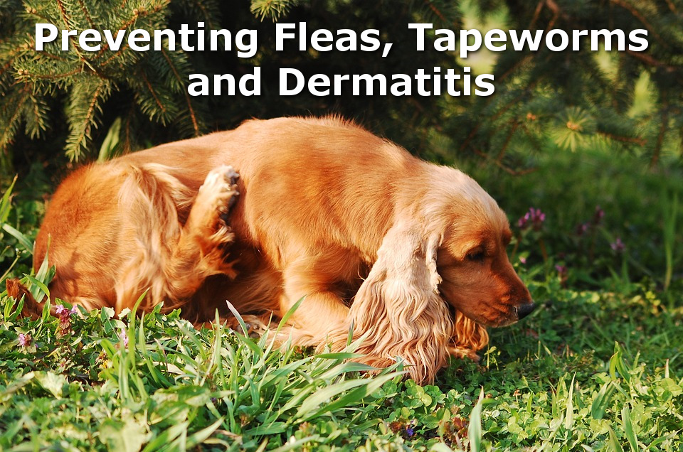 flease, tapeworms and dermatitis