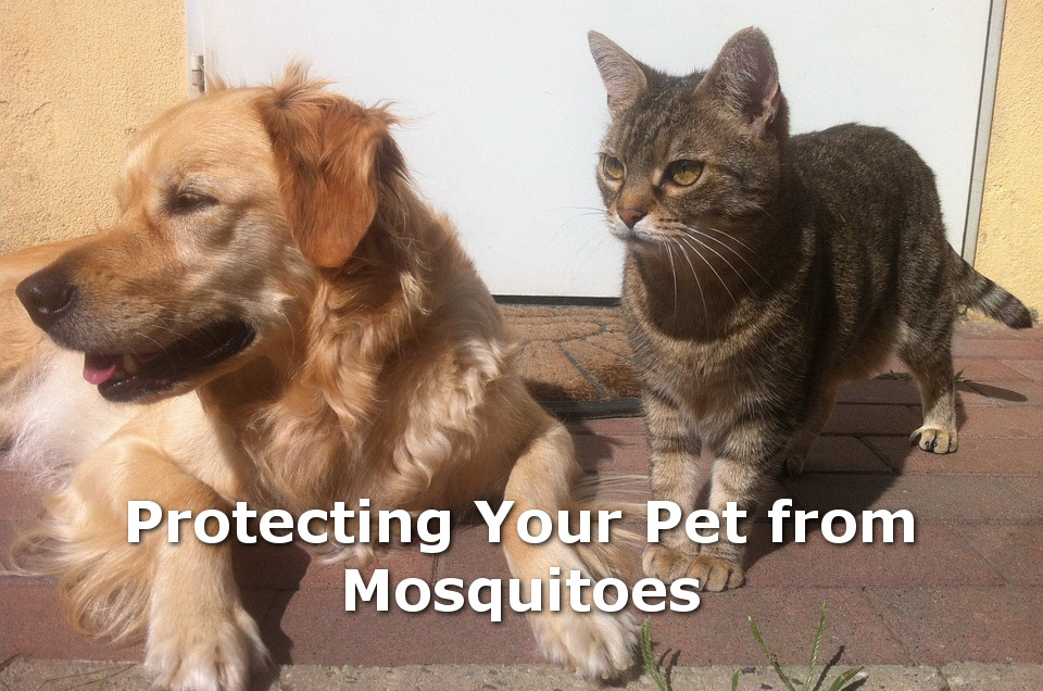 mosquito protection