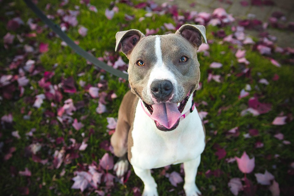 Short stocky outlet pitbull