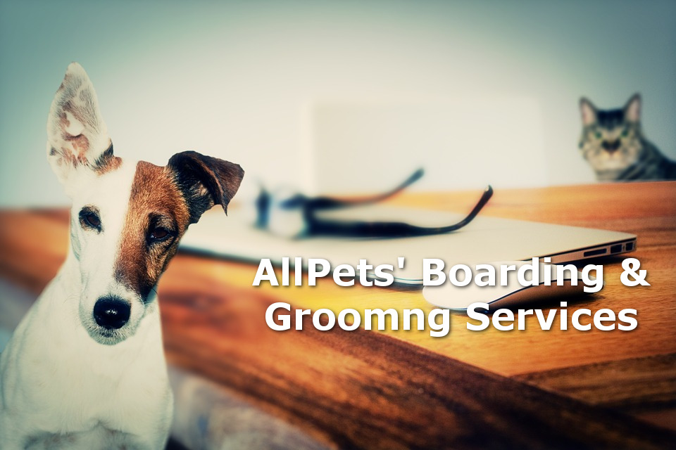 professional pet boarding & grooming services