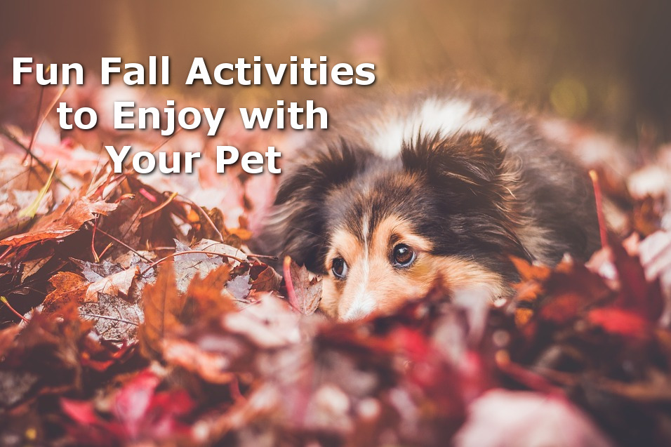 pet-friendly fall activities