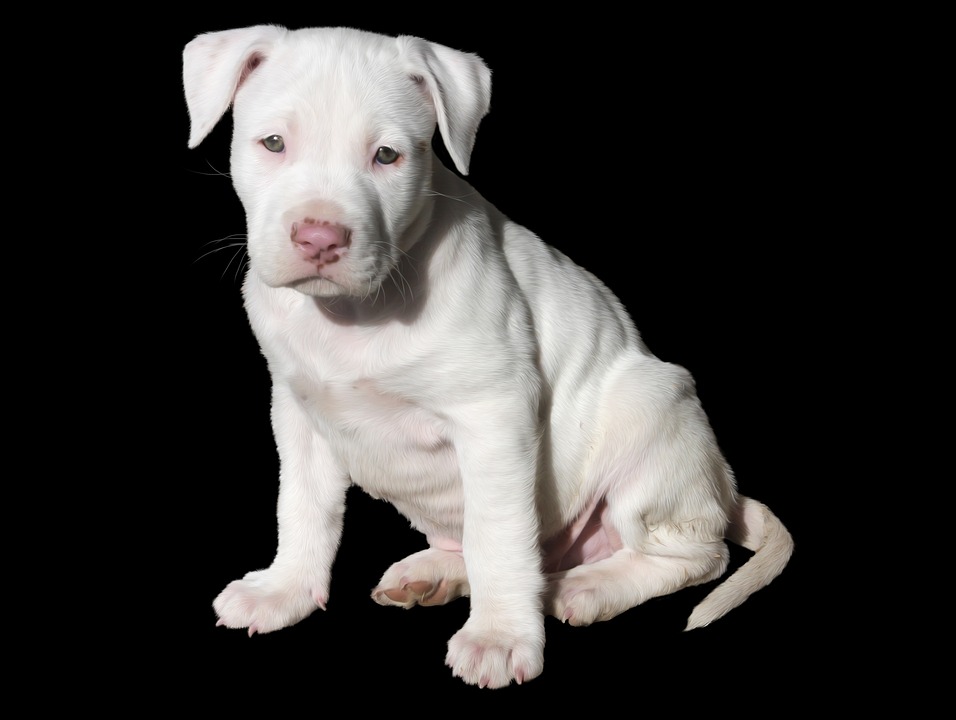 American pitbull deals all white