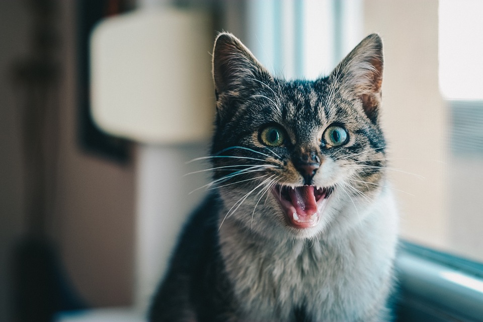 Keeping Your Cat's Teeth Clean