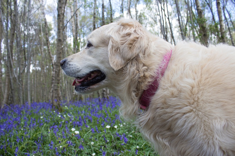 spring allergies in dogs