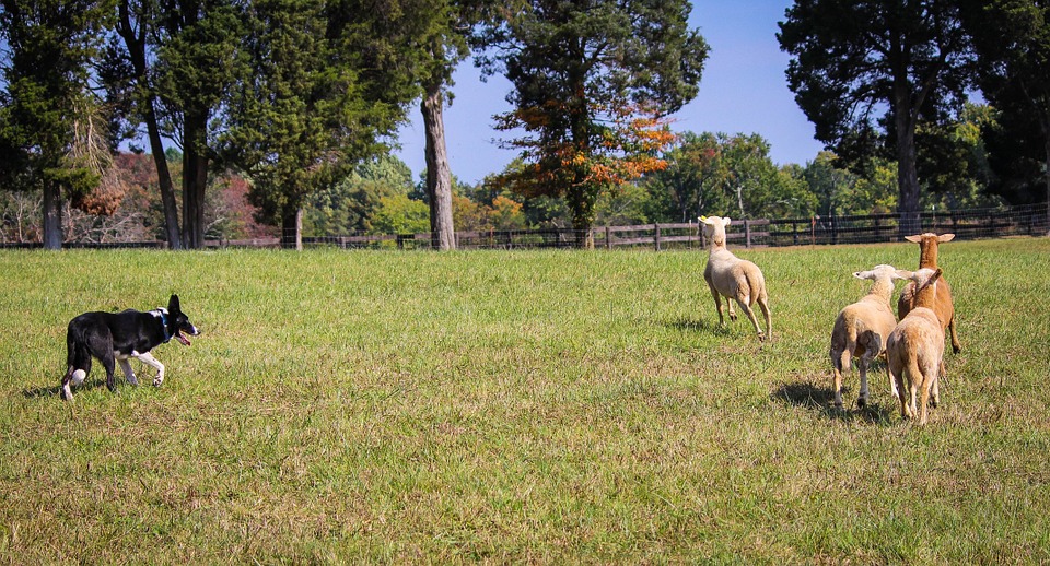 Border Collie herding sheep