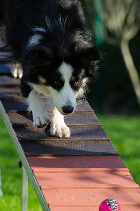 Border Collie agility course