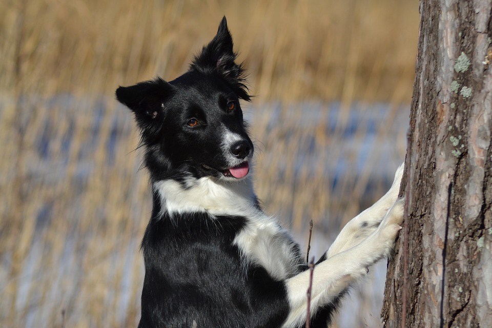 Border Collie, Dog Breed Information