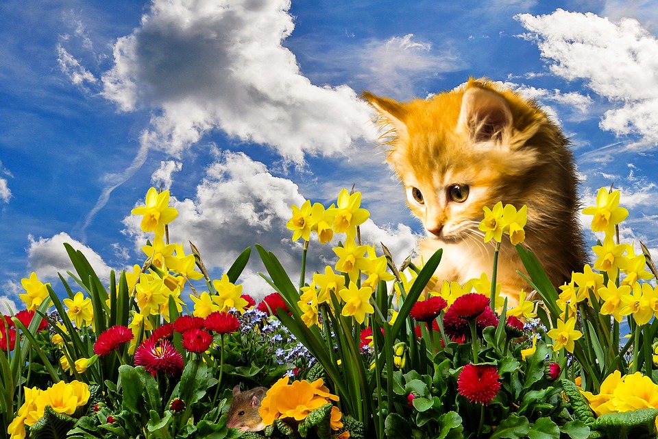 Asthma and Allergies in Pets - cat with flowers
