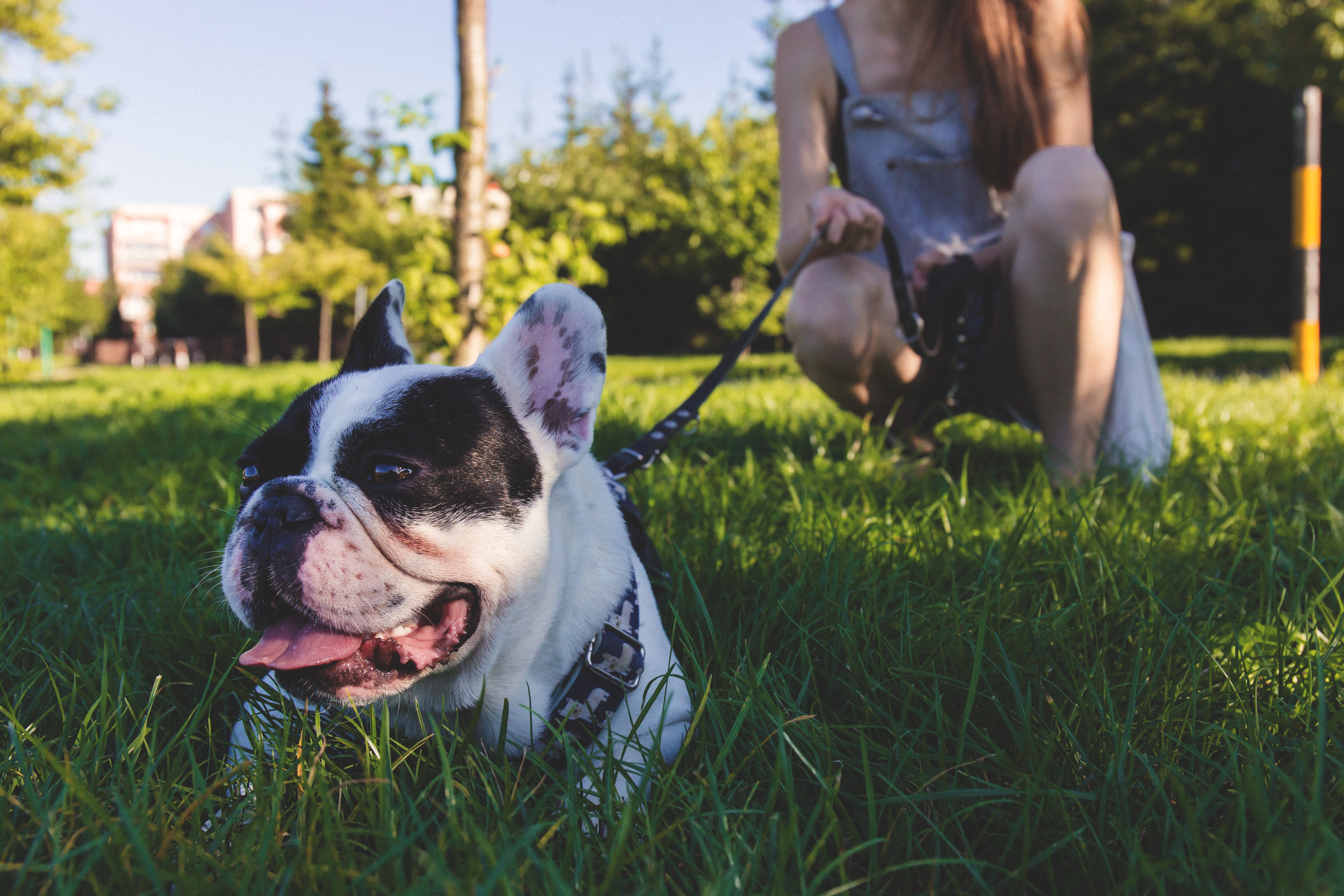 tips for walking your dog - retractable dog leash