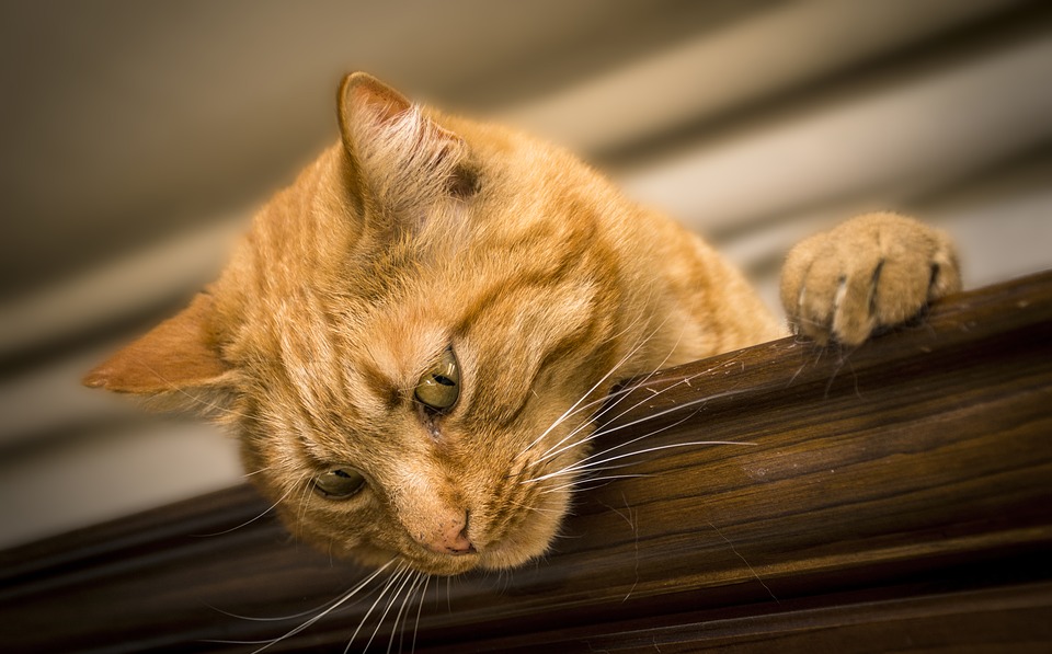 Signs of parasites in cats