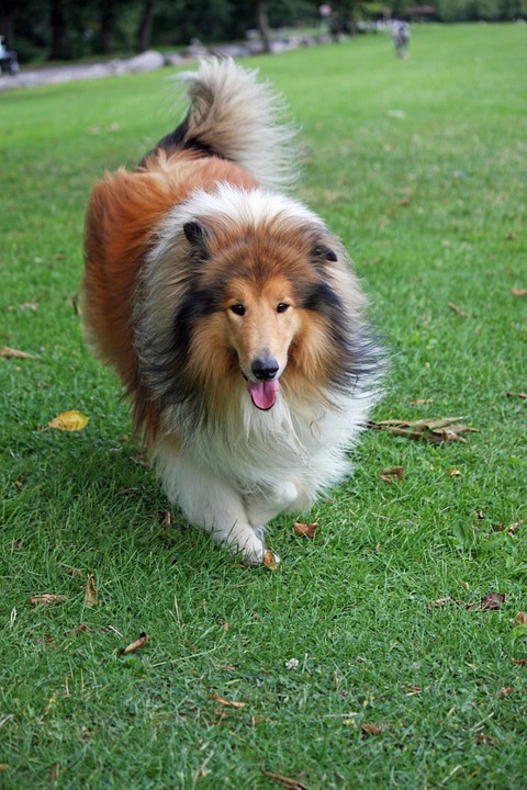 Collie