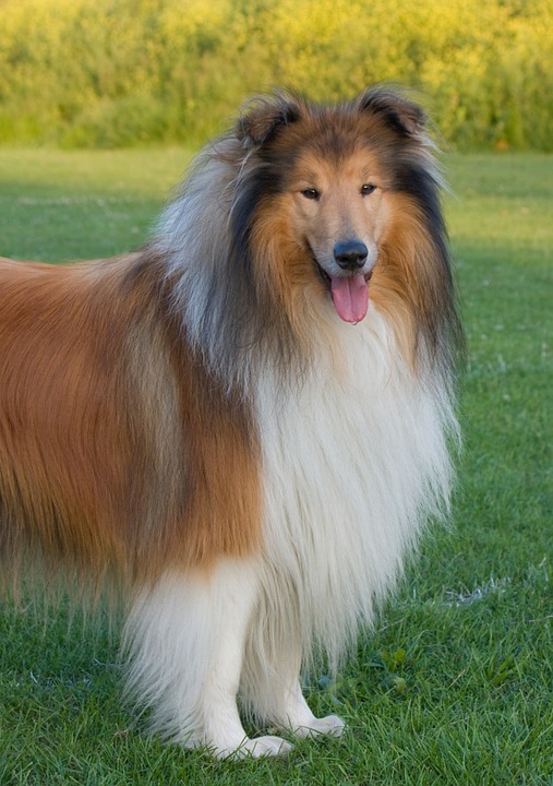 the collie