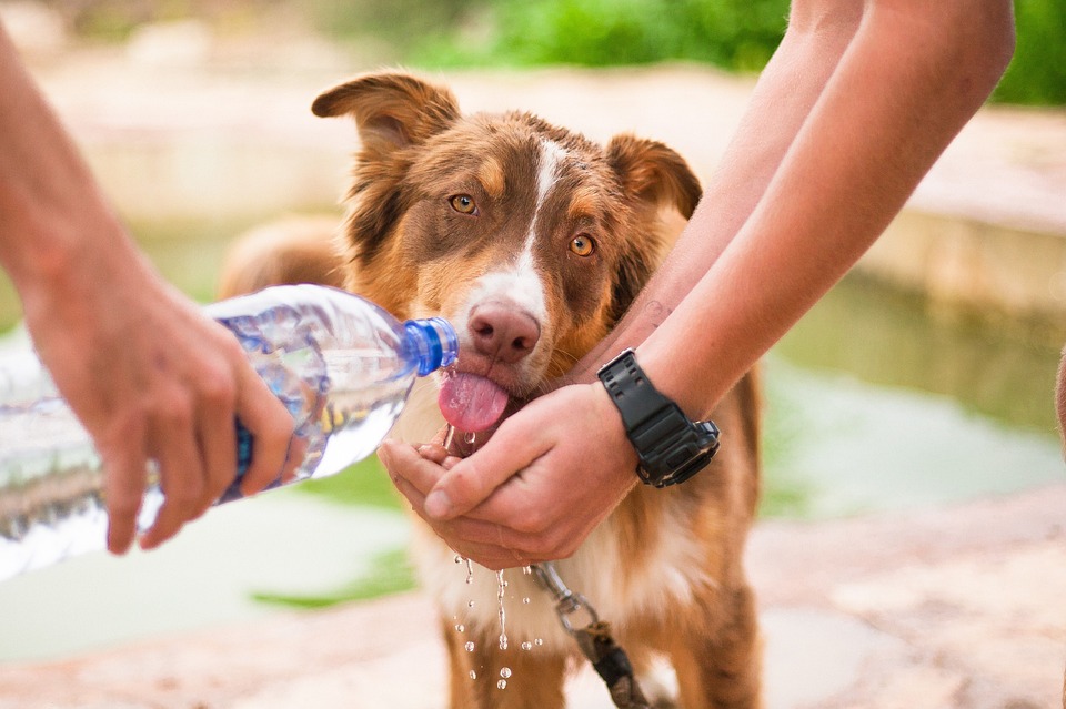 tips for walking your dog - water