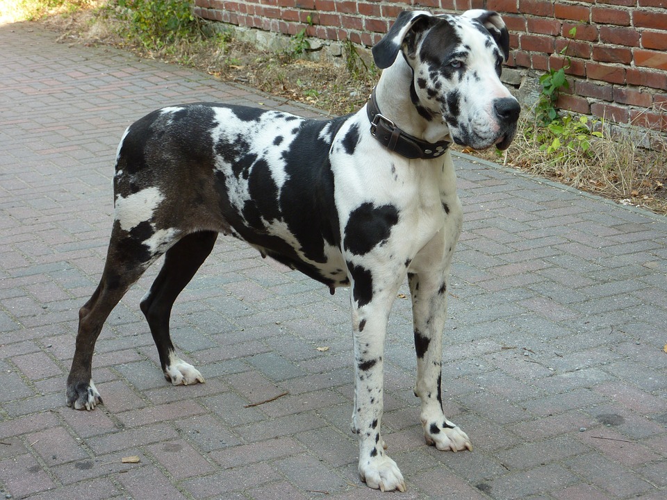 Great Dane