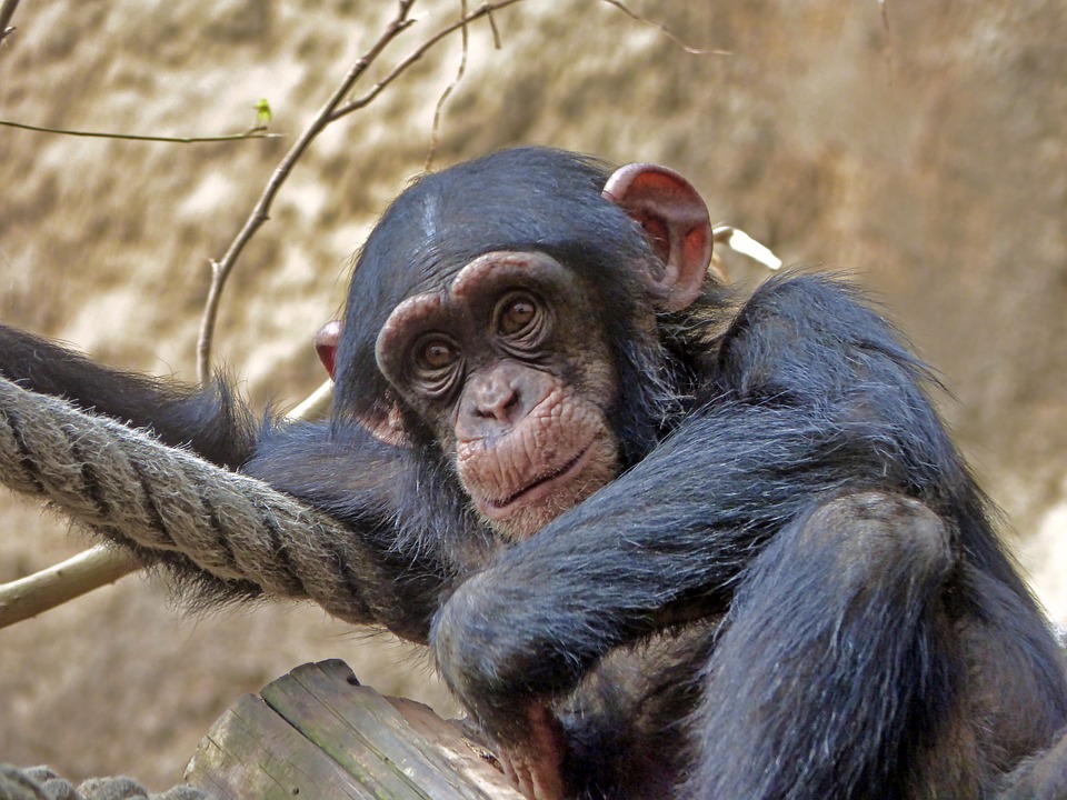 Most common types of pet monkeys: Chimpanzee