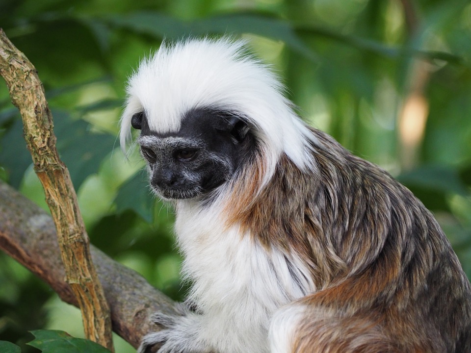 Most common types of pet monkeys: Tamarins