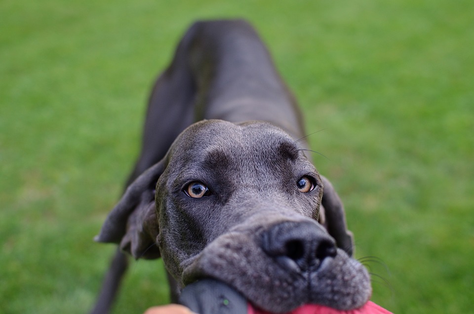 Great Dane