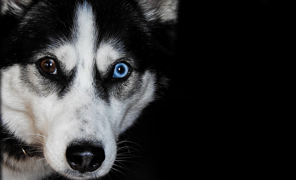 Siberian Husky