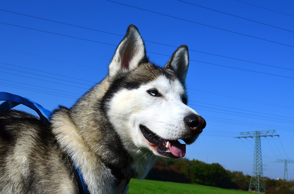 Siberian Husky