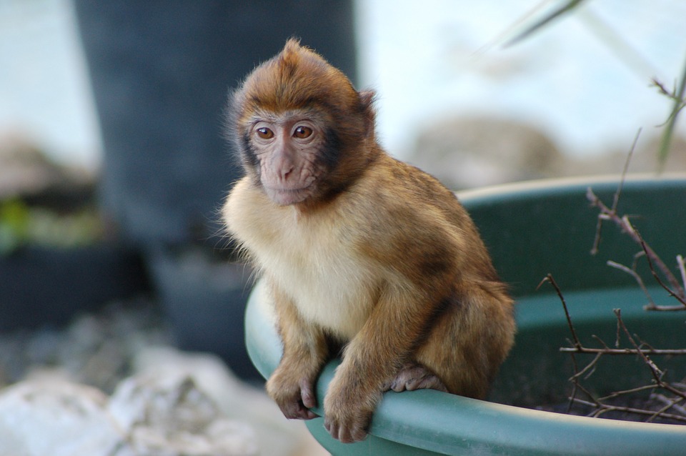 monkey feisty pet