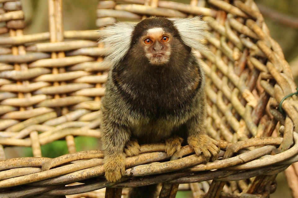 Most common types of pet monkeys: Marmosets