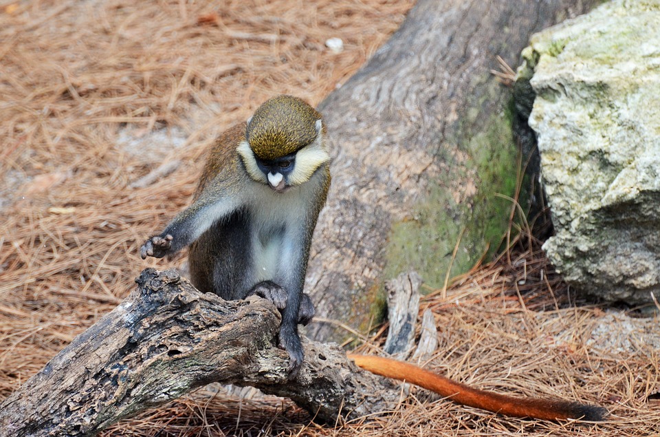 Most common types of pet monkeys: Guenons