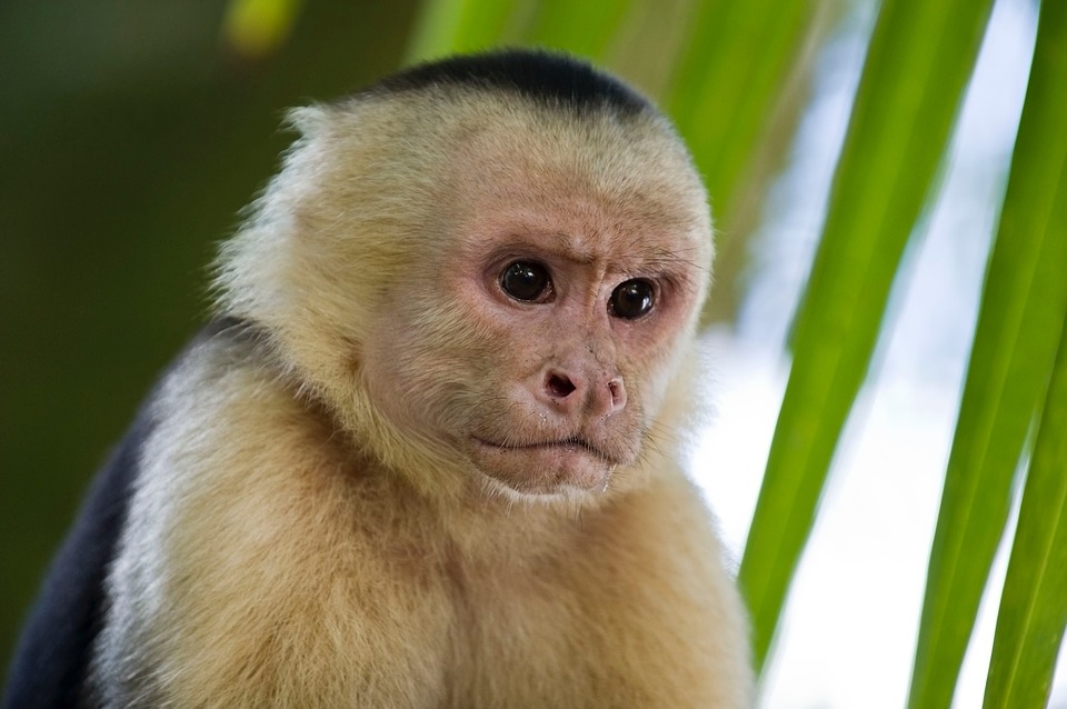 Most common types of pet monkeys: Capuchin