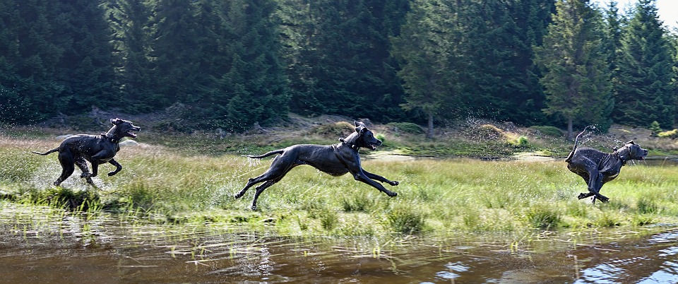 Great Dane