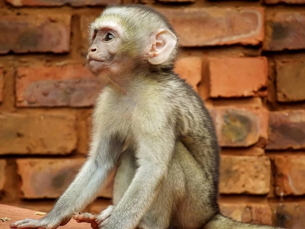 vervet monkey south africa wildlife wild animal nature mammal 702582