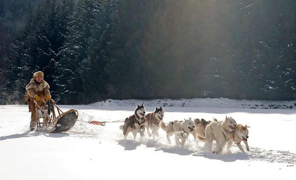 Siberian Husky